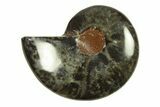 Cut & Polished Ammonite Fossil (Half) - Unusual Black Color #296307-1